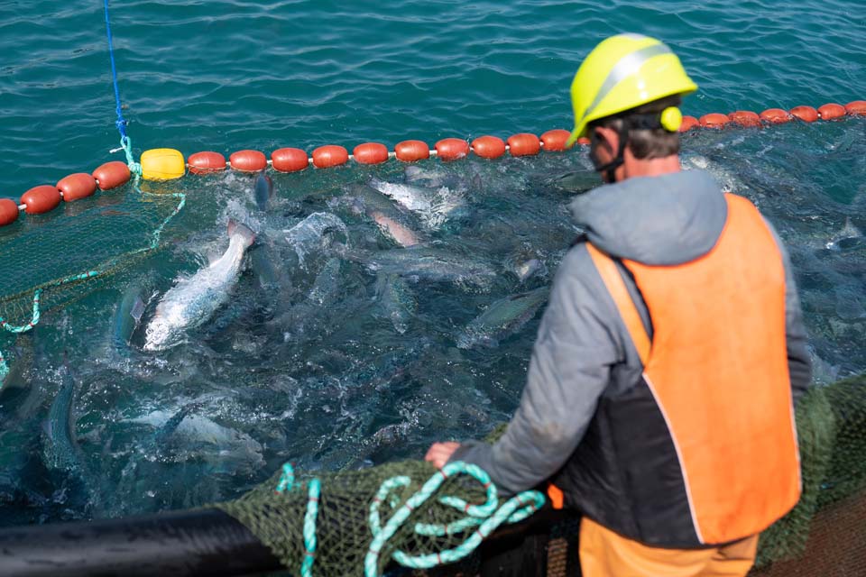 Aquakultur/Fischzucht